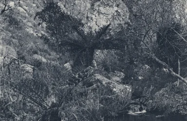 Im Witpoortje Kloof