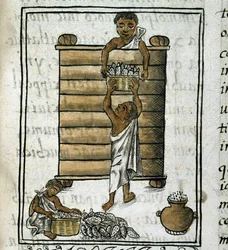 Codex der Eroberung Mexikos: Maisernte
