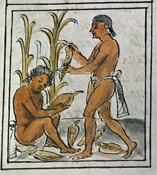 Codex der Eroberung Mexikos: Mais pflücken
