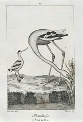 Flamingo und Avosetta, aus 