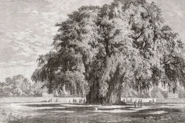 Santa María del Tule, Oaxaca, Mexiko: Der Tule-Baum