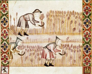 Der Bauer erntet Weizen (Detail)
