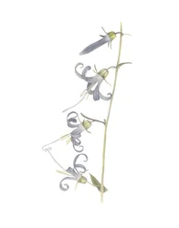 Kalifornische Glockenblume