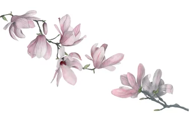 Magnolie
