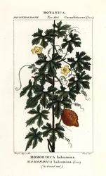 Afrikanische Gurke, Momordica balsamina