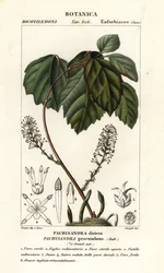 Allegheny-Spurge, Pachysandra procumbens