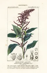 Blutamarant, Amaranthus cruentus