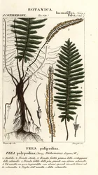 Borstfarn, Trichomanes elegans