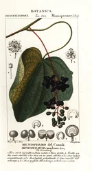 Kanadische Mondkern, Menispermum canadense