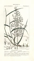 Gewöhnliches Rispengras, Agrostis capillaris