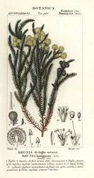 Gemeiner Baumwollstrauch, Berzelia lanuginosa