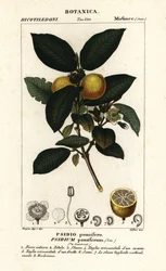 Gemeine Guave, Psidium guajava