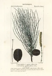 Hängende Schafgarbe, Allocasuarina verticillata