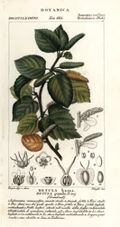 Zwergbirke, Betula pumila