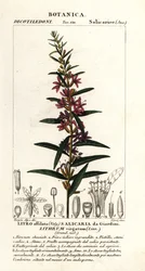 Europäische Blutweiderich, Lythrum virgatum