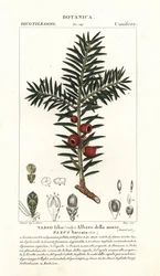 Europäische Eibe, Taxus baccata