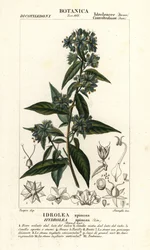 Falsches Geigenblatt, Hydrolea spinosa