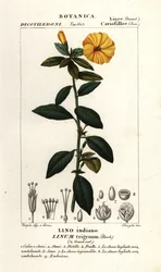 Französischer Flachs, Linum trigynum