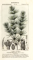 Grünalgen, Chara haitensis