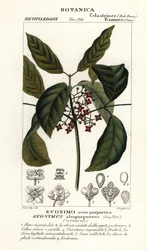 Hamiltons Spindelbaum, Euonymus hamiltonianus