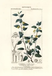 Hopfen-Goodenia, Goodenia ovata