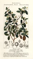 Indische Pflaume, Flacourtia indica