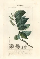 Eisenholz, Homalium racemosum