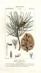 Italienische Steinkiefer, Pinus pinea