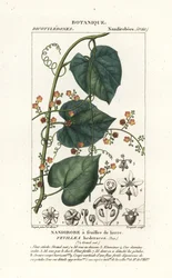 Javillo oder Gegengift-Kokoon, Fevillea cordifolia