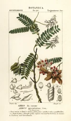 Paternostererbse, Abrus precatorius