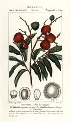Litschifrucht, Litchi chinensis