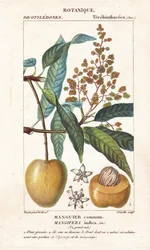 Mangofrucht und Schnitt, Mangifera indica