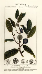 Napoleonaea imperialis