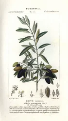 Olivenbaum, Olea europaea