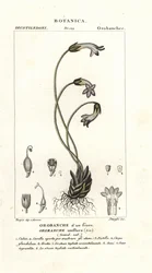 Einblütige Sommerwurz, Orobanche uniflora