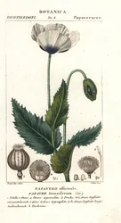 Schlafmohn, Papaver somniferum, Papavero officinale