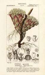 Parasitische Pflanze, Cytinus hypocistis