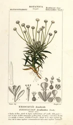 Rohrkolben, Paepalanthus dendroides