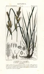 Seggen-Gras, Carex caespitosa