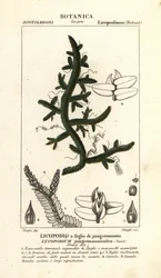 Selaginella jungermannioides Farn