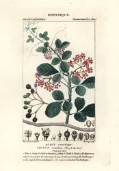 Löffelblatt-Rebe, Cissus obovata