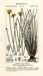 Hohe gelbe Augenblume, Xyris operculata