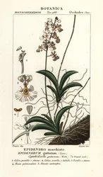 Tolumnia guttata Orchidee
