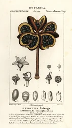 Tropische Kastanie oder Nawa-Baum, Sterculia balanghas