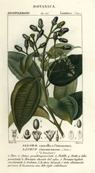 Echter Zimtbaum, Cinnamomum verum