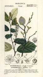 Zaubernuss, Fothergilla gardenii