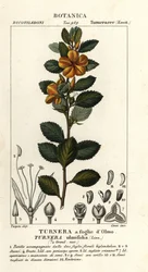 Gelber Alder, Turnera ulmifolia