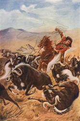 Cowboy fängt Moschusochsen mit dem Lasso