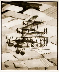 Terrier, Illustration aus 