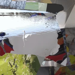 Weißer Schwan Abstrakte Collage